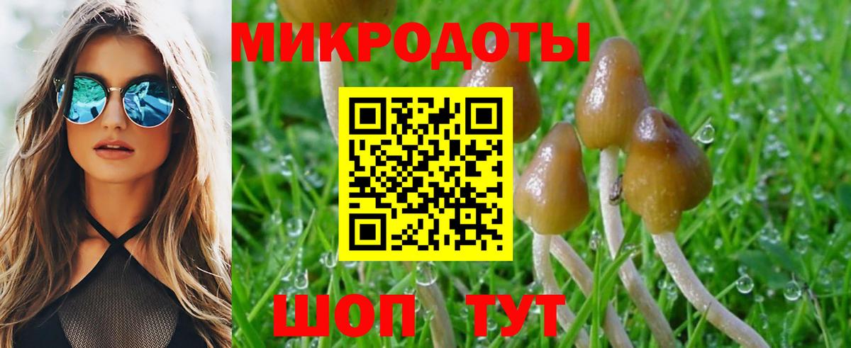 Псилоцибиновые грибы прущие грибы Балтийск